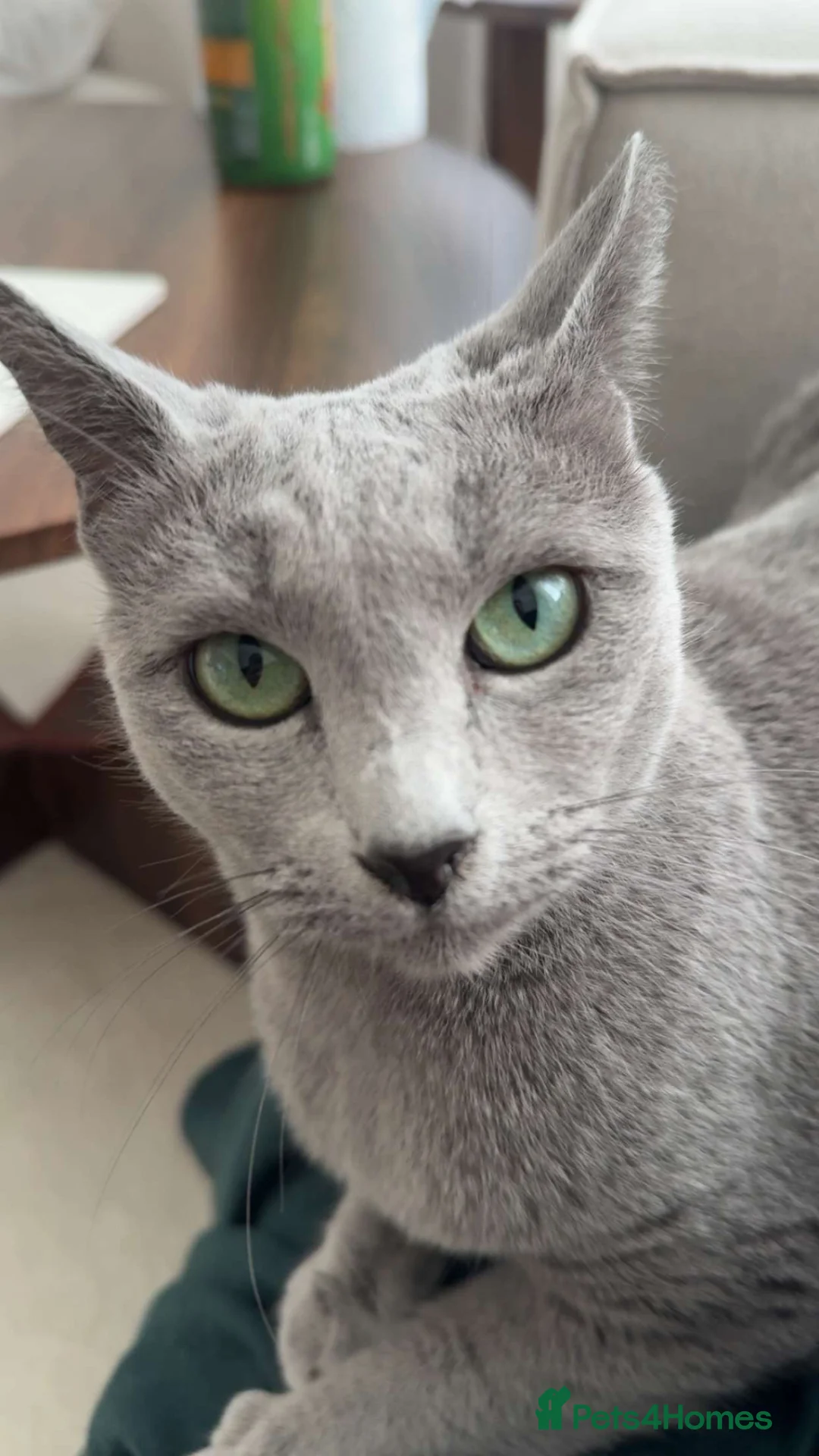 Russian Blue cats for sale: Pedigree Russian Blue GCCF Registered - Advert 2
