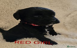 Tibetan Terrier dogs for sale: Adorable fluffy TToodle puppies  - Image 3