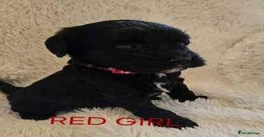 Tibetan Terrier dogs - Advert 5