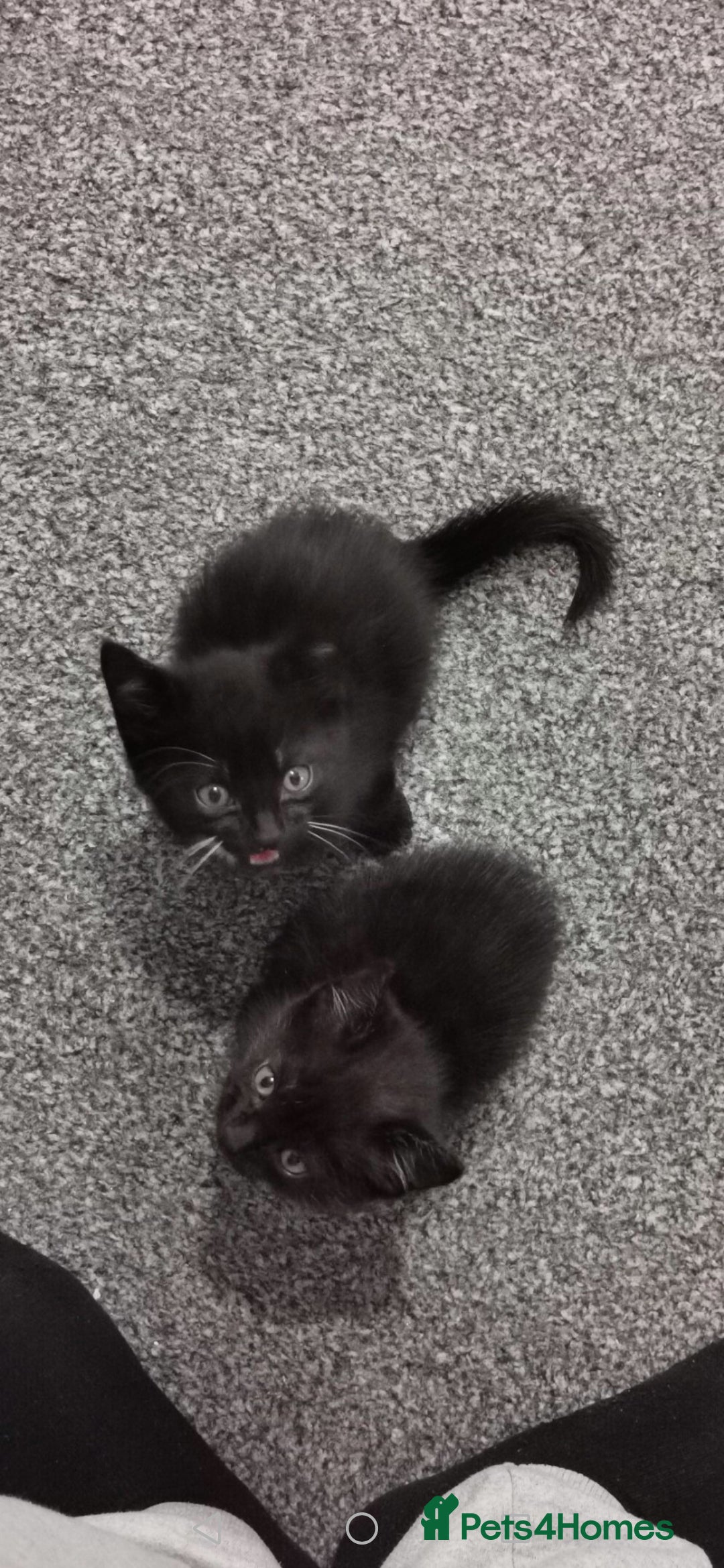 Bombay cats for sale: Exotic shorthair Kitten  - Image 2