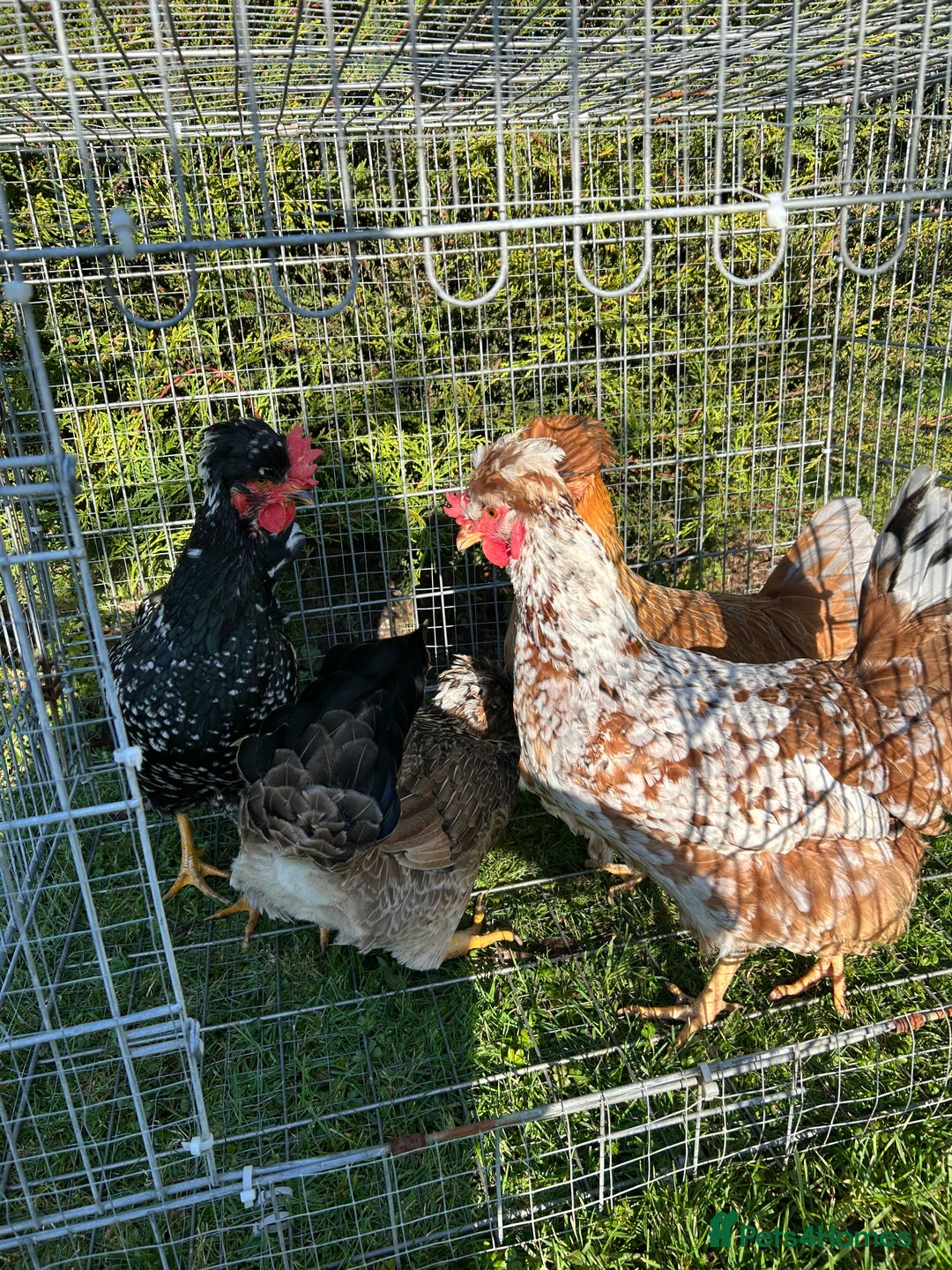 Mixed Breed birds for sale: Looking to Rehome 4 Hens  1 years old Spalding   - Advert 3