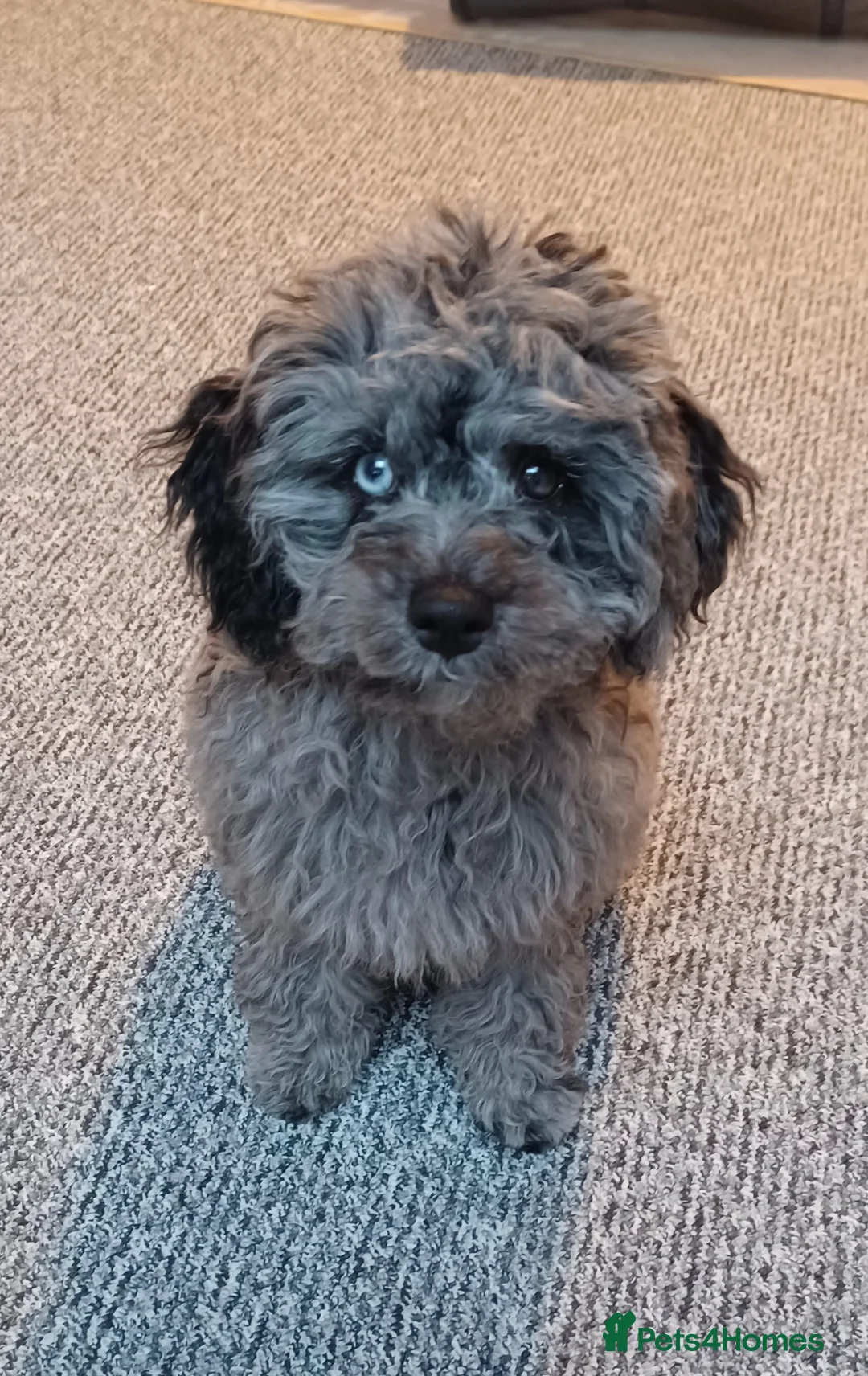Cavapoo dogs for sale: Beautiful Blue Merle Cavapoo F1B - 7 months old - Advert 9
