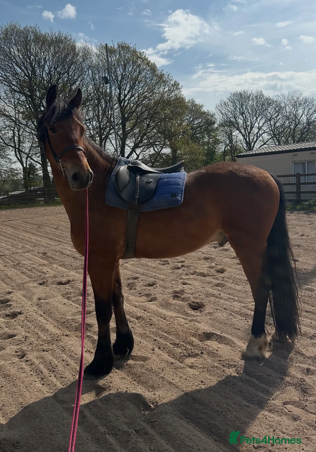 Welsh Section D horses for sale: Donnie  - Advert 2