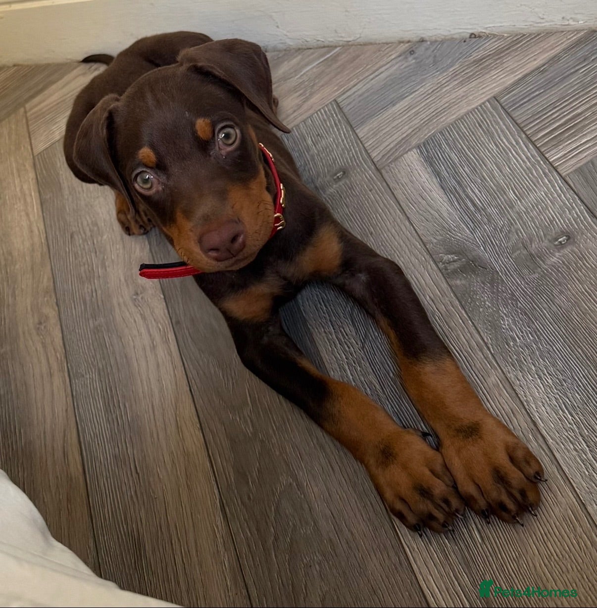 Dobermann dogs Chocolate Female Dobermann Puppy - Advert 16