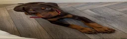 Dobermann dogs for sale: Chocolate Female Dobermann Puppy - Advert 1