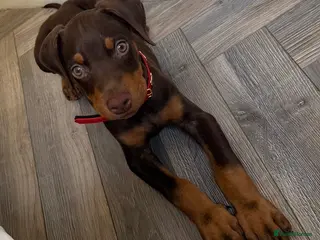 Dobermann dogs Chocolate Female Dobermann Puppy - Advert 3