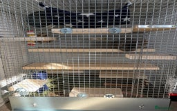 Chinchilla rodents for sale: Ned - Male violet chinchilla 1 year old  - Image 5