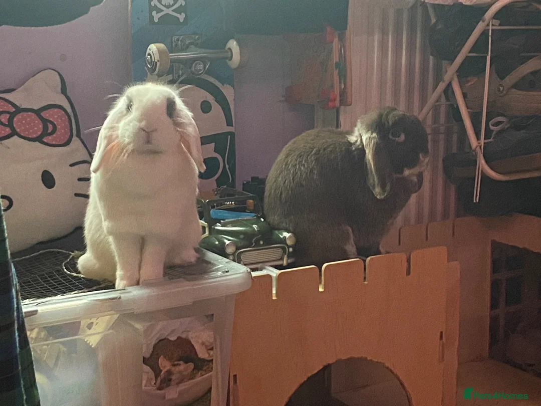 Mini Lop rabbits for sale: neutered male and uneutered female bonded pair - Advert 1
