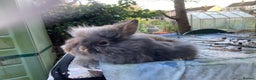 Lionhead rabbits for sale: Last 2 lionhead baby boys - Advert 5