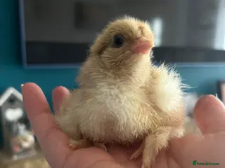 Chickens poultry Chicks, Hens hatching eggs - Advert 13