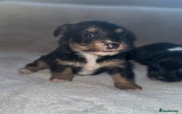 Jack Russell dogs for sale: 3 beautiful jack russle puppy’s  - Image 4