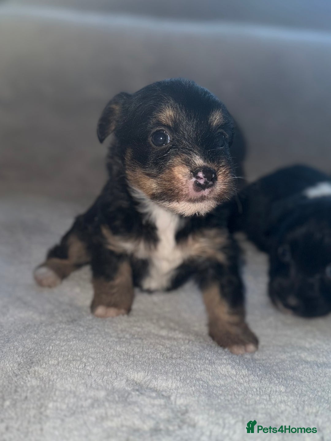 Jack Russell dogs for sale: 3 beautiful jack russle puppy’s  - Image 4