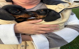 Miniature Dachshund dogs for sale: Miniature dachshund puppies 🐾 - Advert 6
