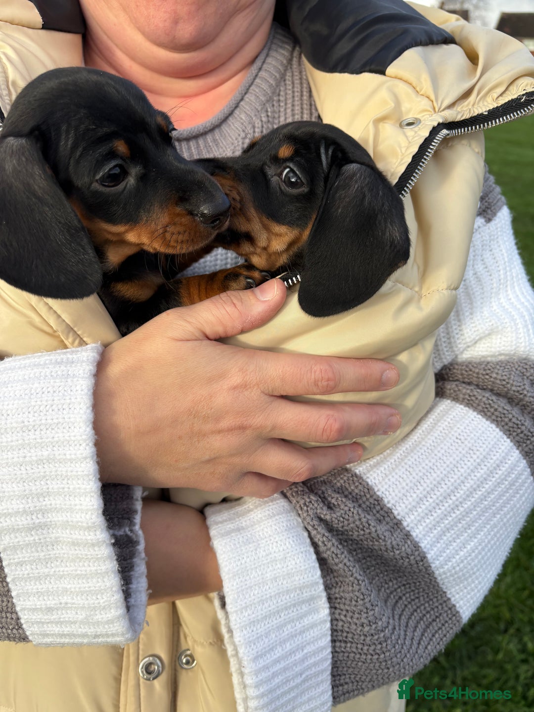 Miniature Dachshund dogs for sale: Miniature dachshund puppies 🐾 - Advert 6