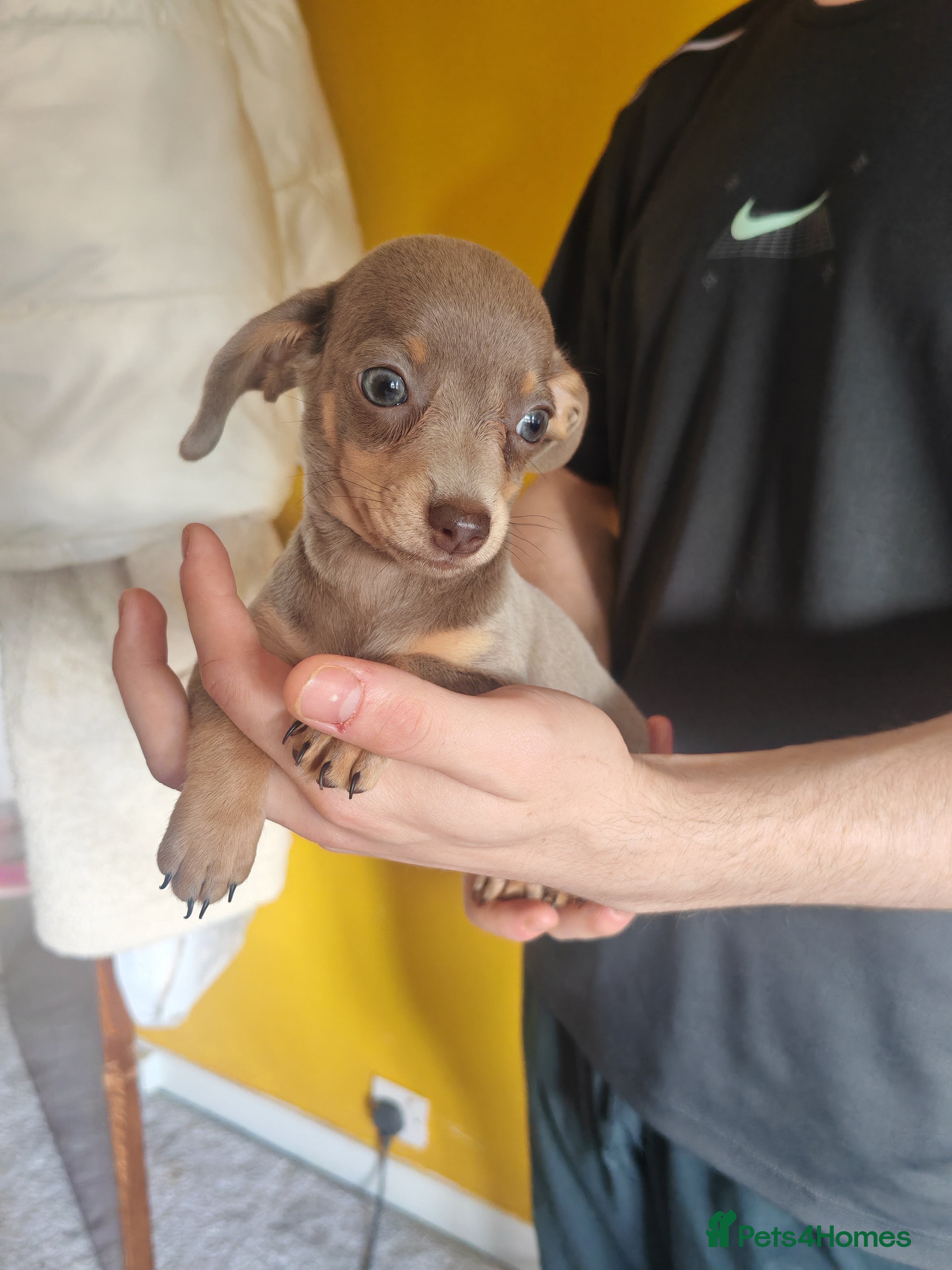 Chiweenie dogs for sale: Chiweenies  - Advert 3