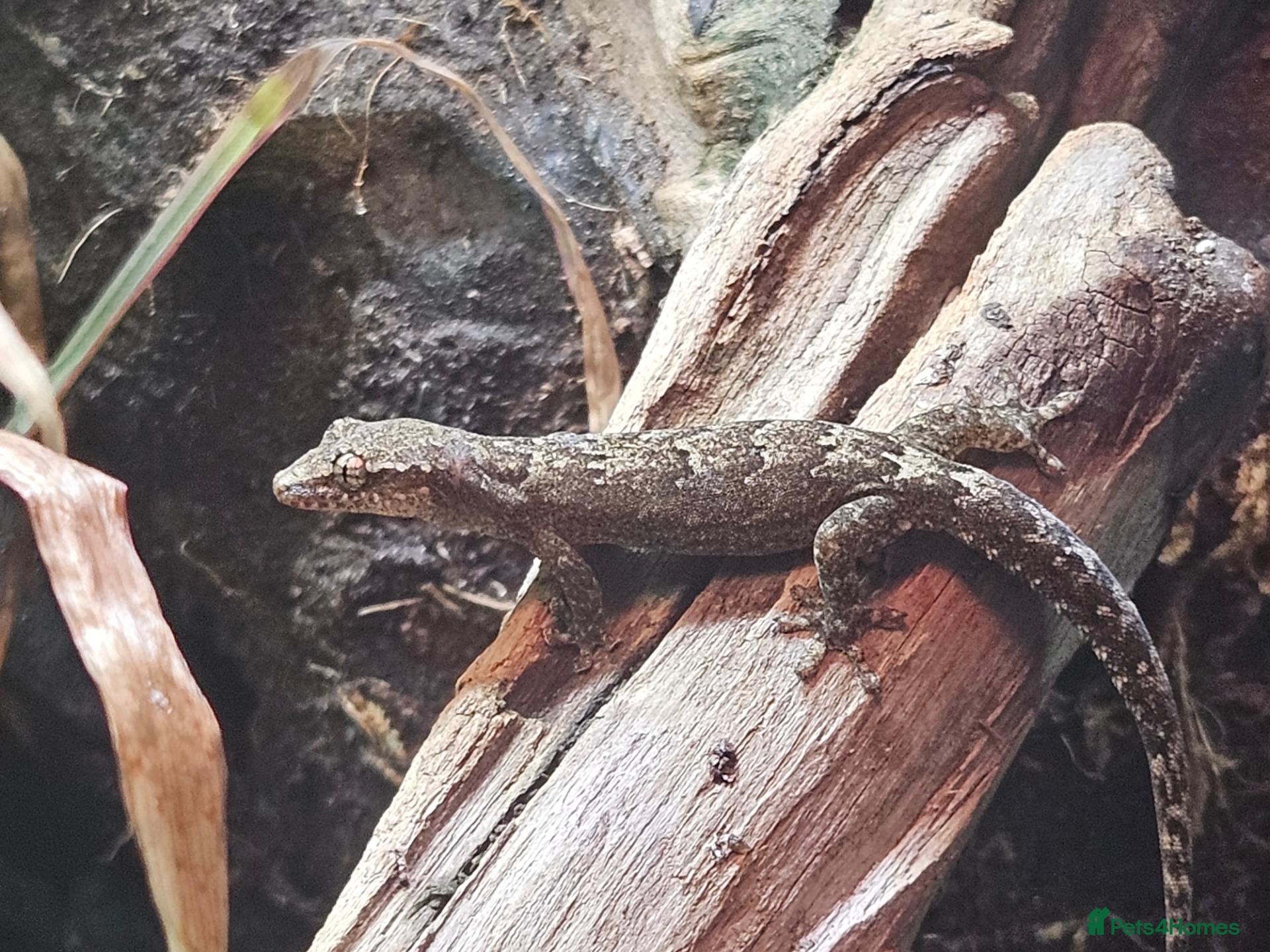 Gecko reptiles Mourning gecko  - Advert 1