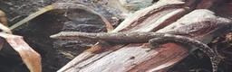 Gecko reptiles for sale: Mourning gecko  - Advert 1