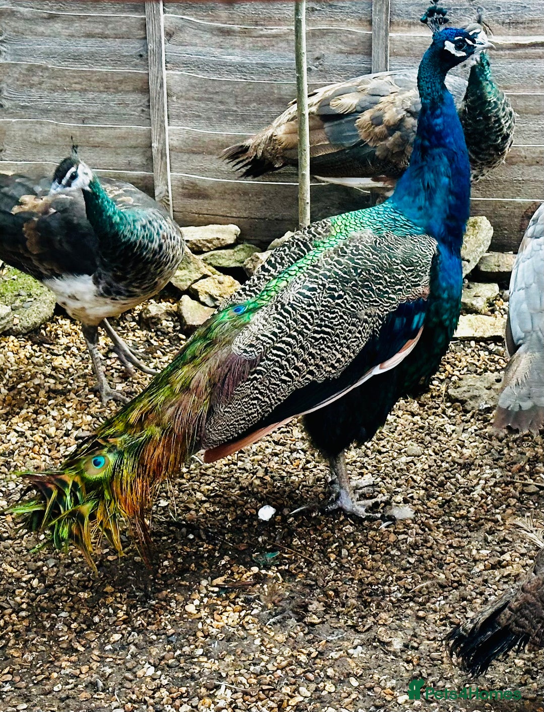 Peafowl poultry for sale: Beautiful Adult Peafowl READY NOW FOR NEW 🏡s - Image 2