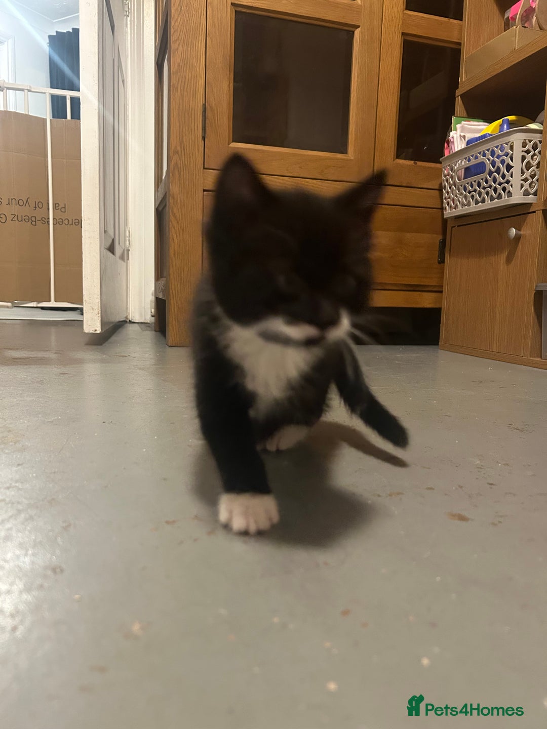 Domestic Shorthair cats for sale: Domestic short hair  - Image 6
