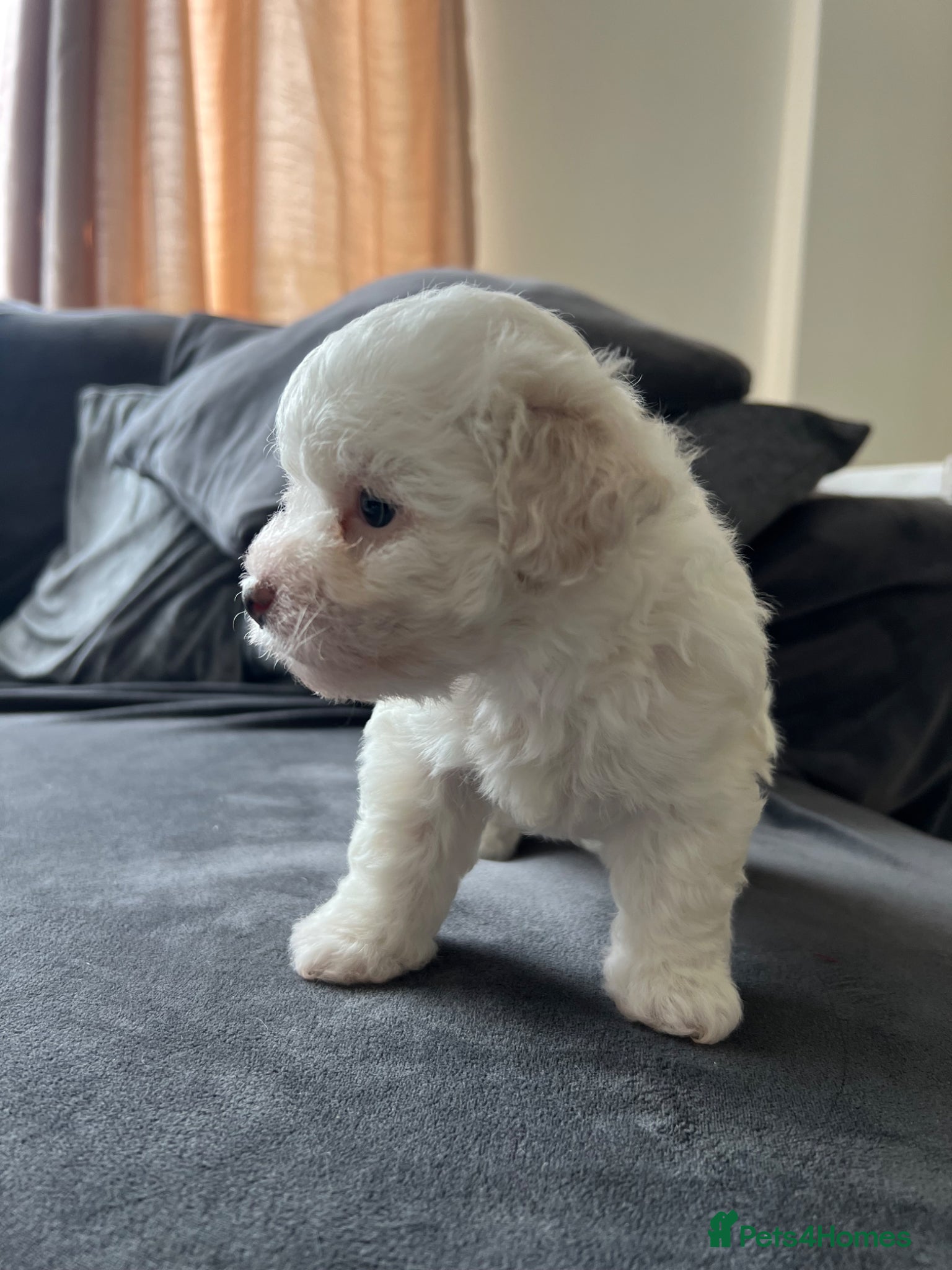 Bichon Frise dogs Purebred bichon frise - Advert 1