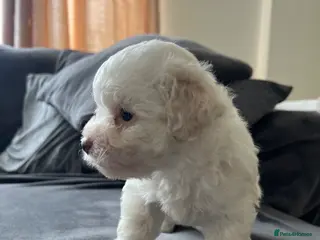 Bichon Frise dogs Purebred bichon frise - Advert 1