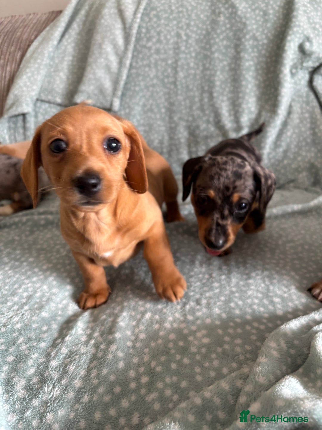 Miniature Dachshund dogs for sale: 5 beautiful miniature dachshunds for sale - Image 25
