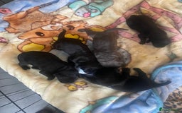 Cane Corso dogs for sale: Beautiful chunky Cane Corso puppies  - Image 3