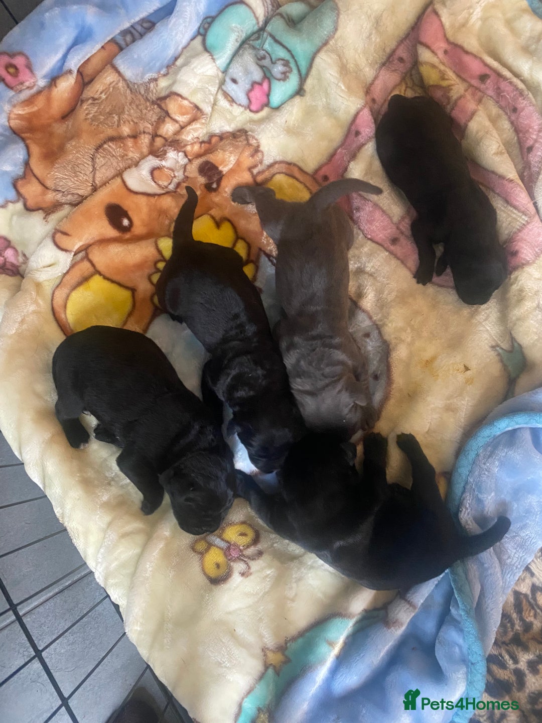 Cane Corso dogs for sale: Beautiful chunky Cane Corso puppies  - Image 3