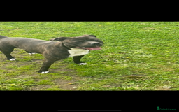 Staffordshire Bull Terrier dogs for sale: Staffordshire bull terrier  - Image 3