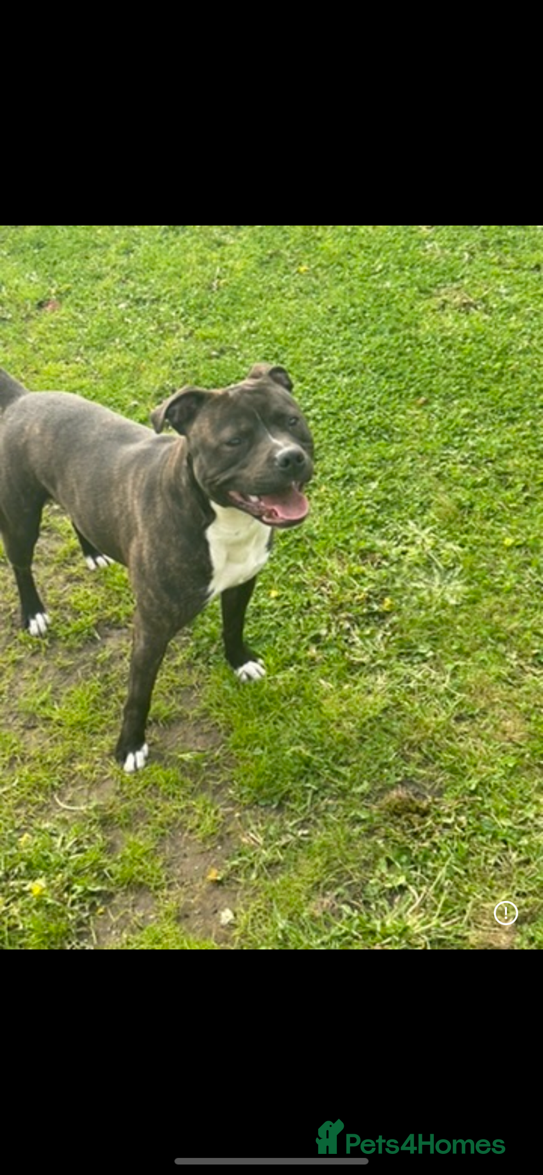 Staffordshire Bull Terrier dogs for sale: Staffordshire bull terrier  - Image 3