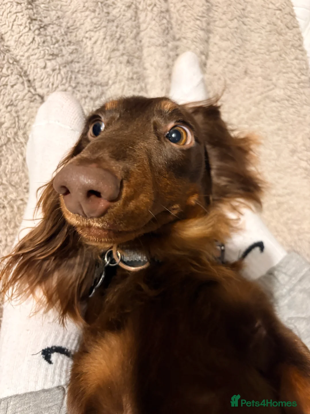 Dachshund dogs for sale: Long Haired Dachshund in Whitchurch - Advert 5