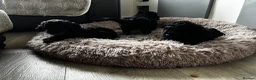Cockapoo dogs for sale: F1b Cockapoo pups  in Ballater - Advert 6