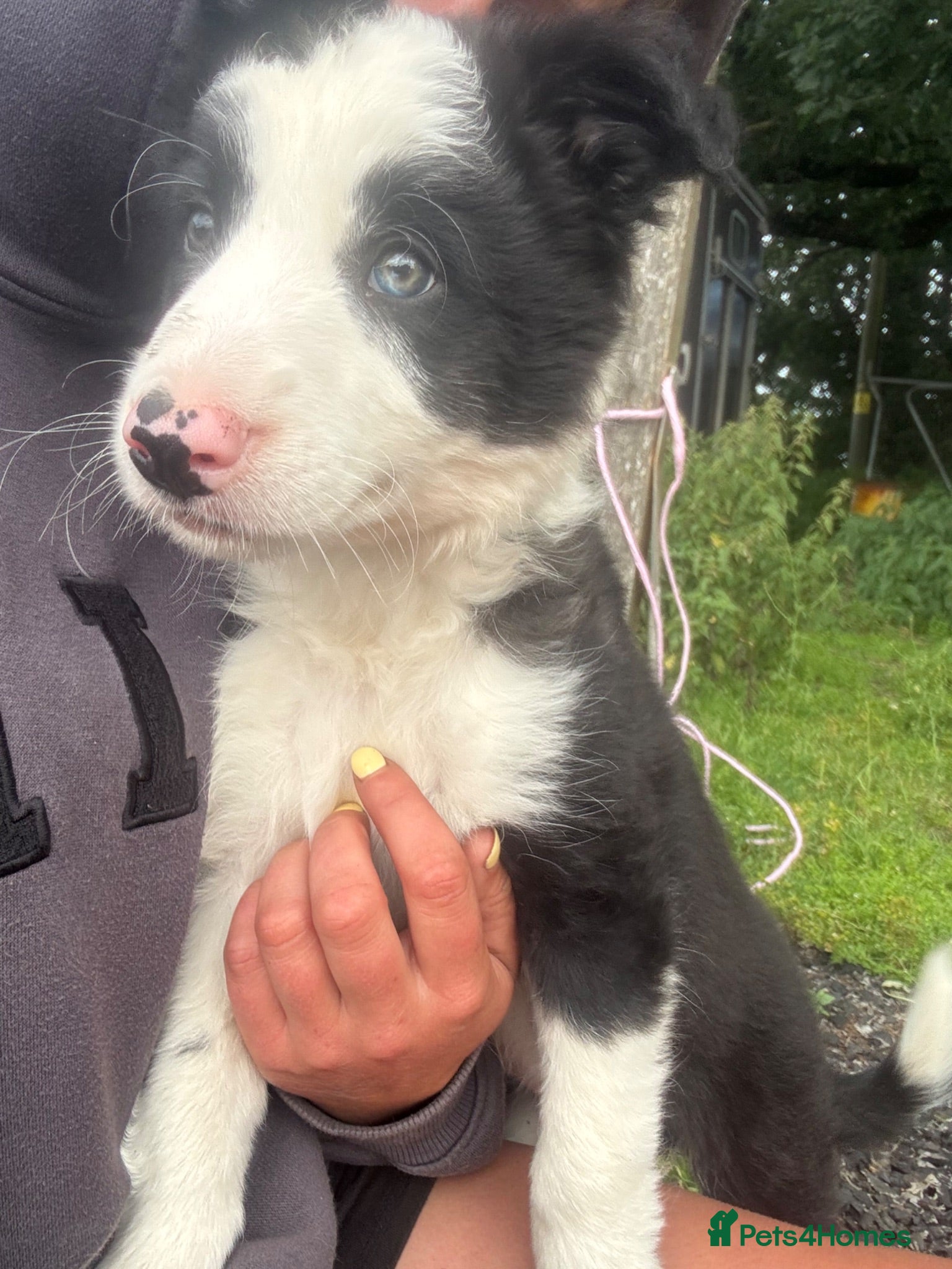 Border Collie dogs Last boy left!! Gorgeous fluffy collie  - Advert 4