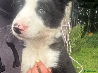 Border Collie dogs Last boy left!! Gorgeous fluffy collie - Advert 3