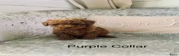 Toy Poodle dogs for sale: 🐩Outstanding Toy Poodle Puppies – Ready to view🐩 - Advert 12