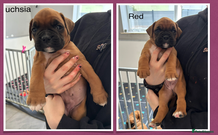 Boxer dogs - Advert 1