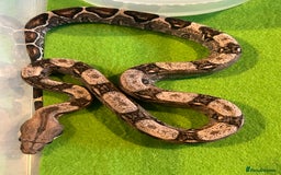 Boa Snake reptiles for sale: 2025 Boa Constrictor Babies in Letchworth Garden City - Image 22