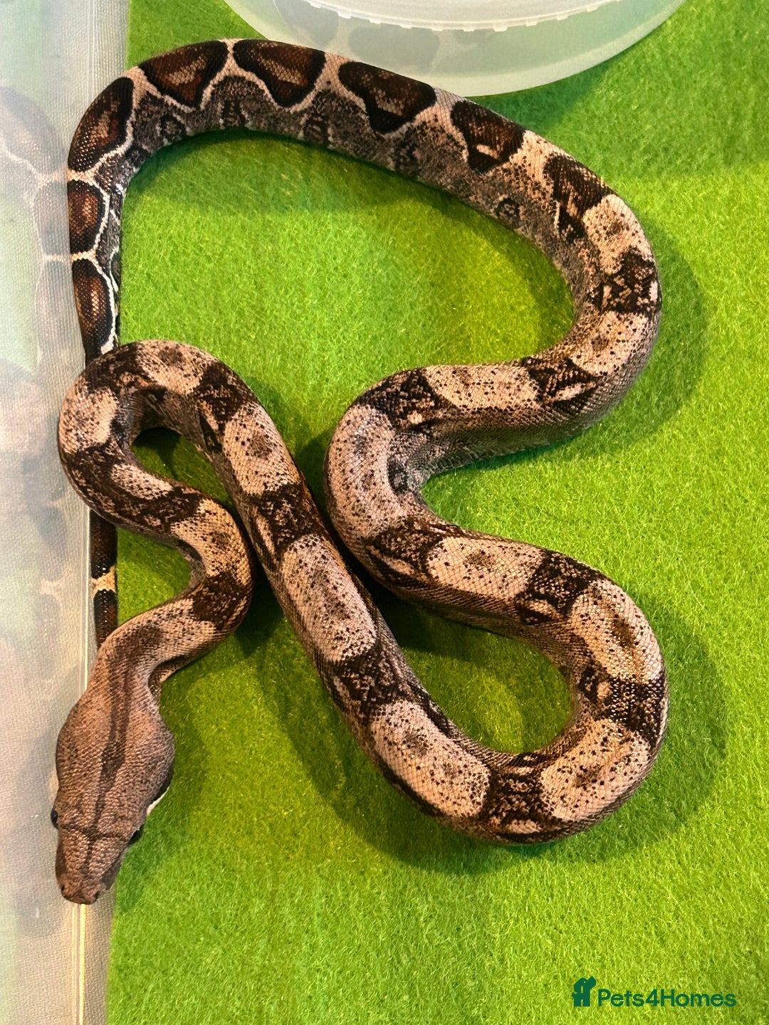 Boa Snake reptiles for sale: 2025 Boa Constrictor Babies in Letchworth Garden City - Image 22