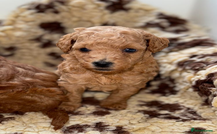 Toy Poodle dogs - Advert 4