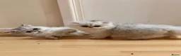 Persian cats for sale: Adorable Silver tipped Persian Boy  in Porthcawl - Advert 13