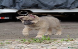 Mixed Breed dogs for sale: Shollies  in Rochdale - Image 18