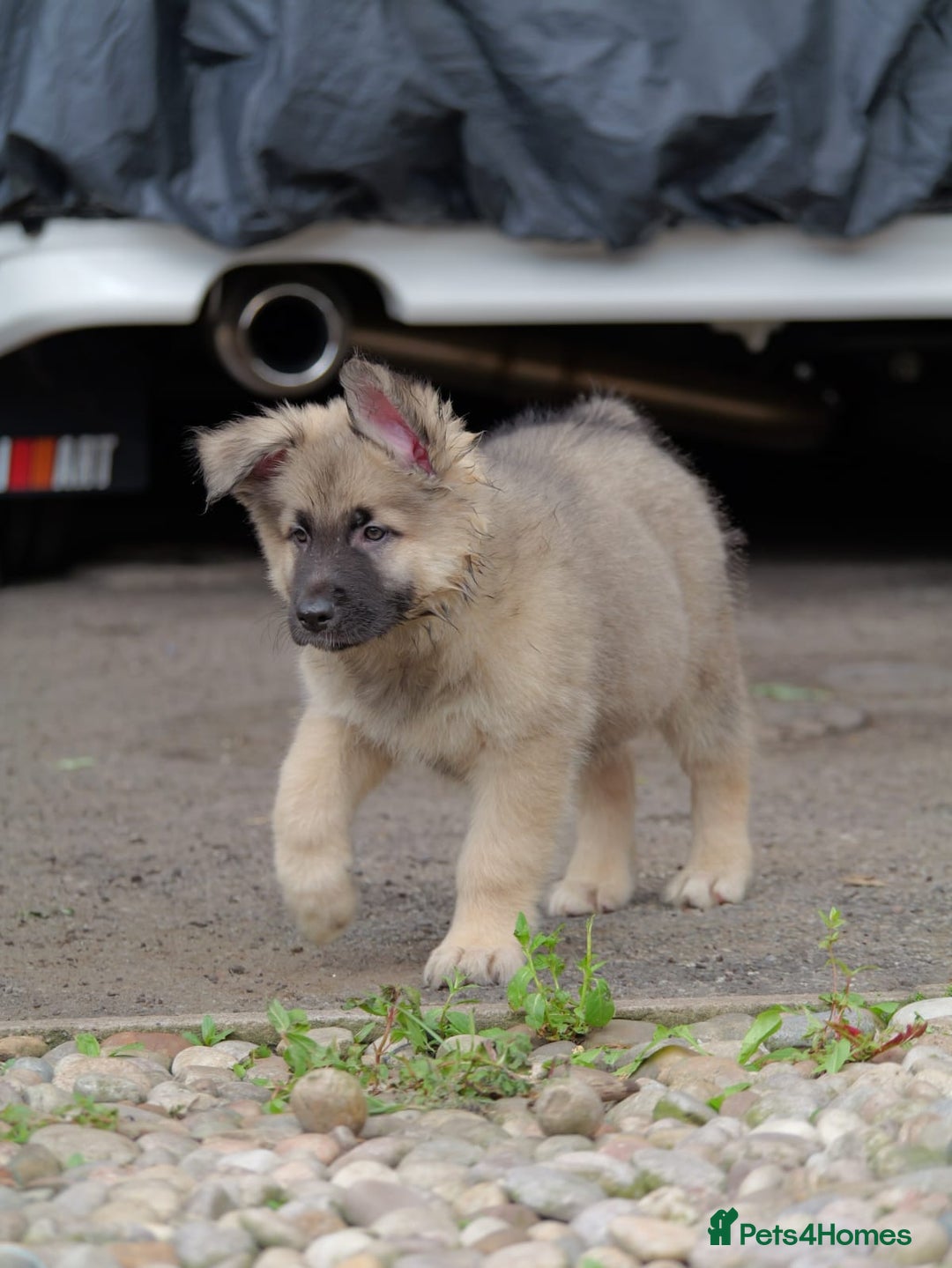 Mixed Breed dogs for sale: Shollies  in Rochdale - Image 18