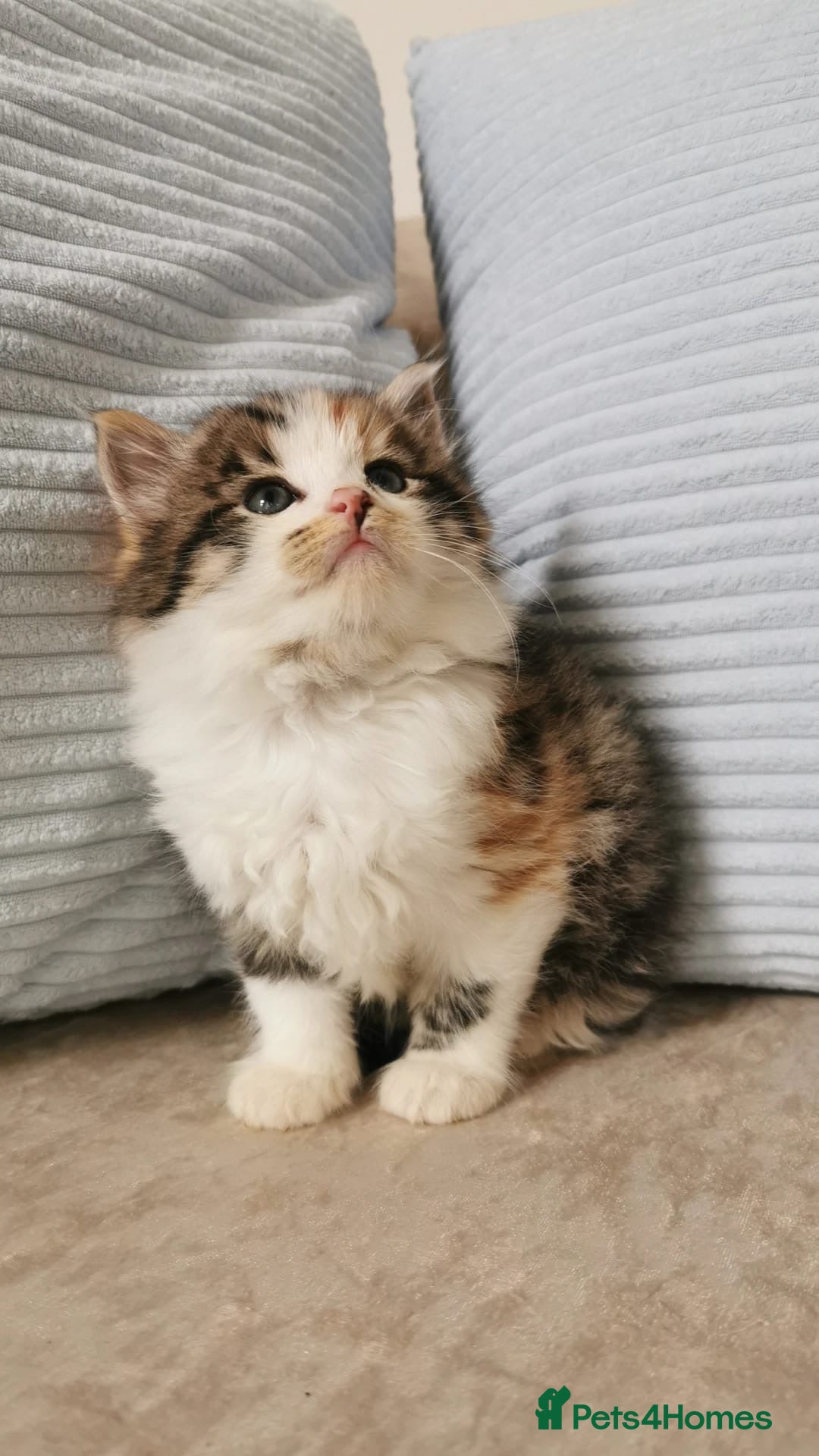 Mixed Breed cats 2 GIRLS LEFT! Maine Coon Kittens - Advert 5