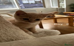 Mixed Breed cats for sale: [READY NOW] British Shorthair x Mainecoon - Image 8