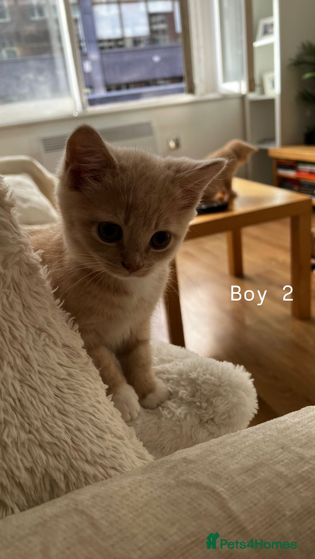 Mixed Breed cats for sale: [READY NOW] British Shorthair x Mainecoon - Image 8