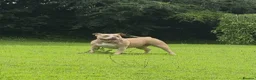 American Bully dogs for sale: Pocket bully bitch - Advert 2