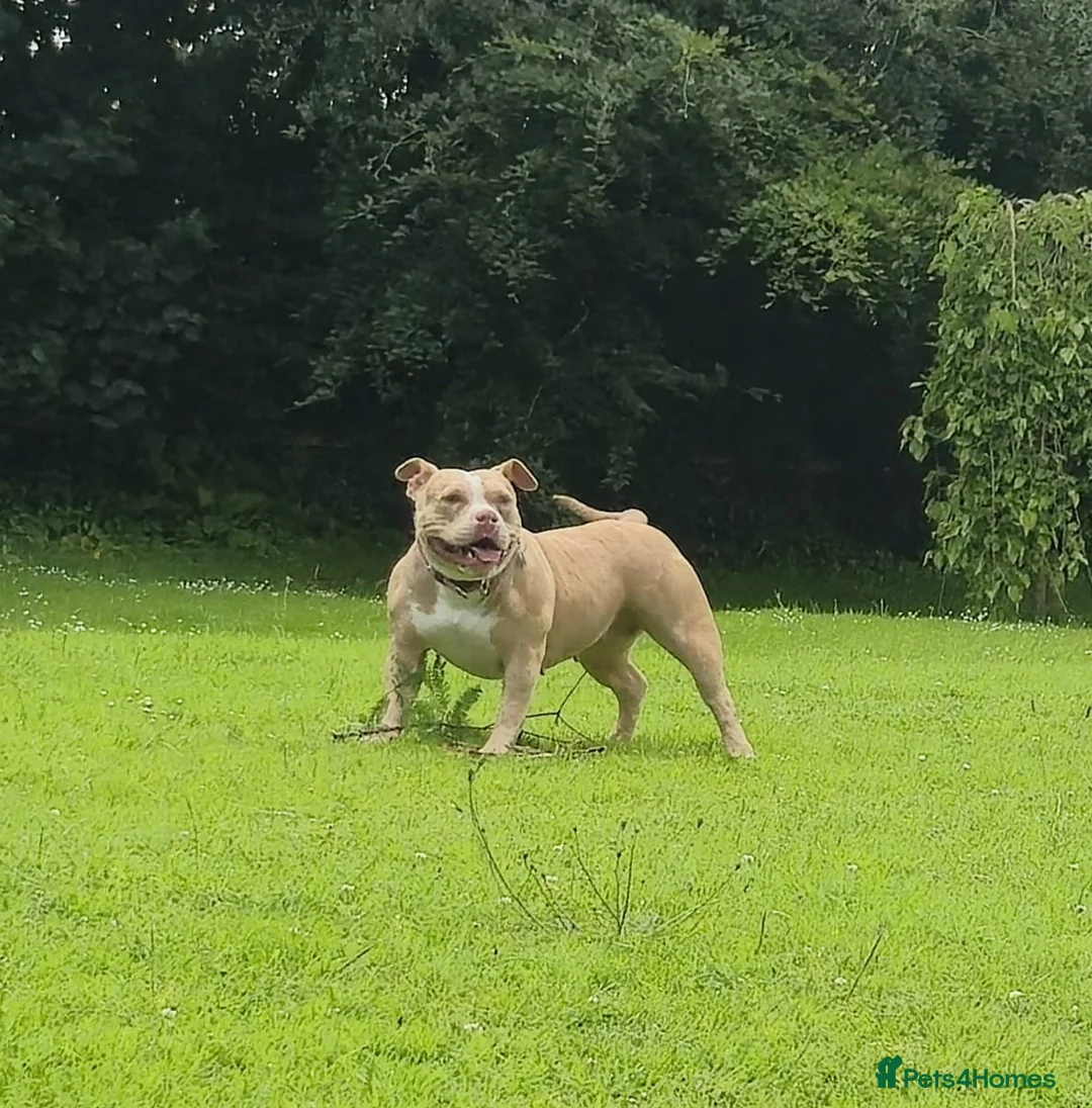 American Bully dogs for sale: Pocket bully bitch - Advert 2