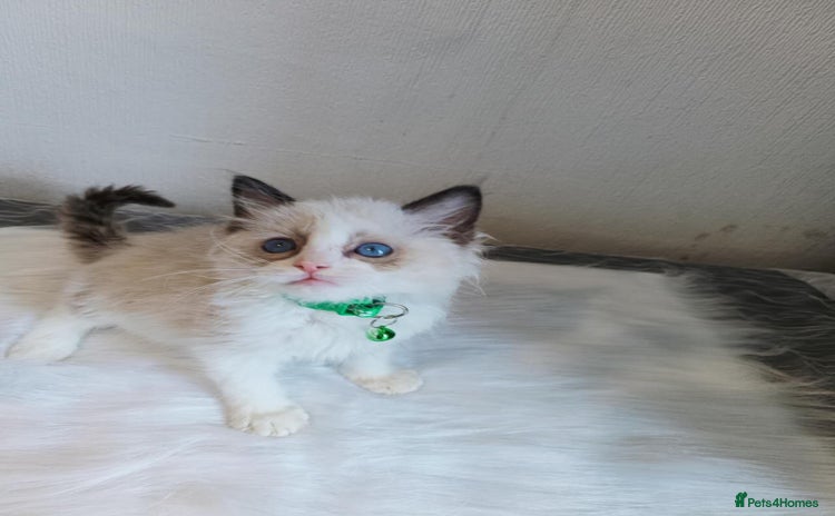 Ragdoll cats - Advert 6