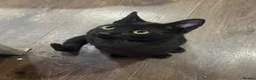 Mixed Breed cats for sale: Playful kitten ready for her forever home - Advert 3
