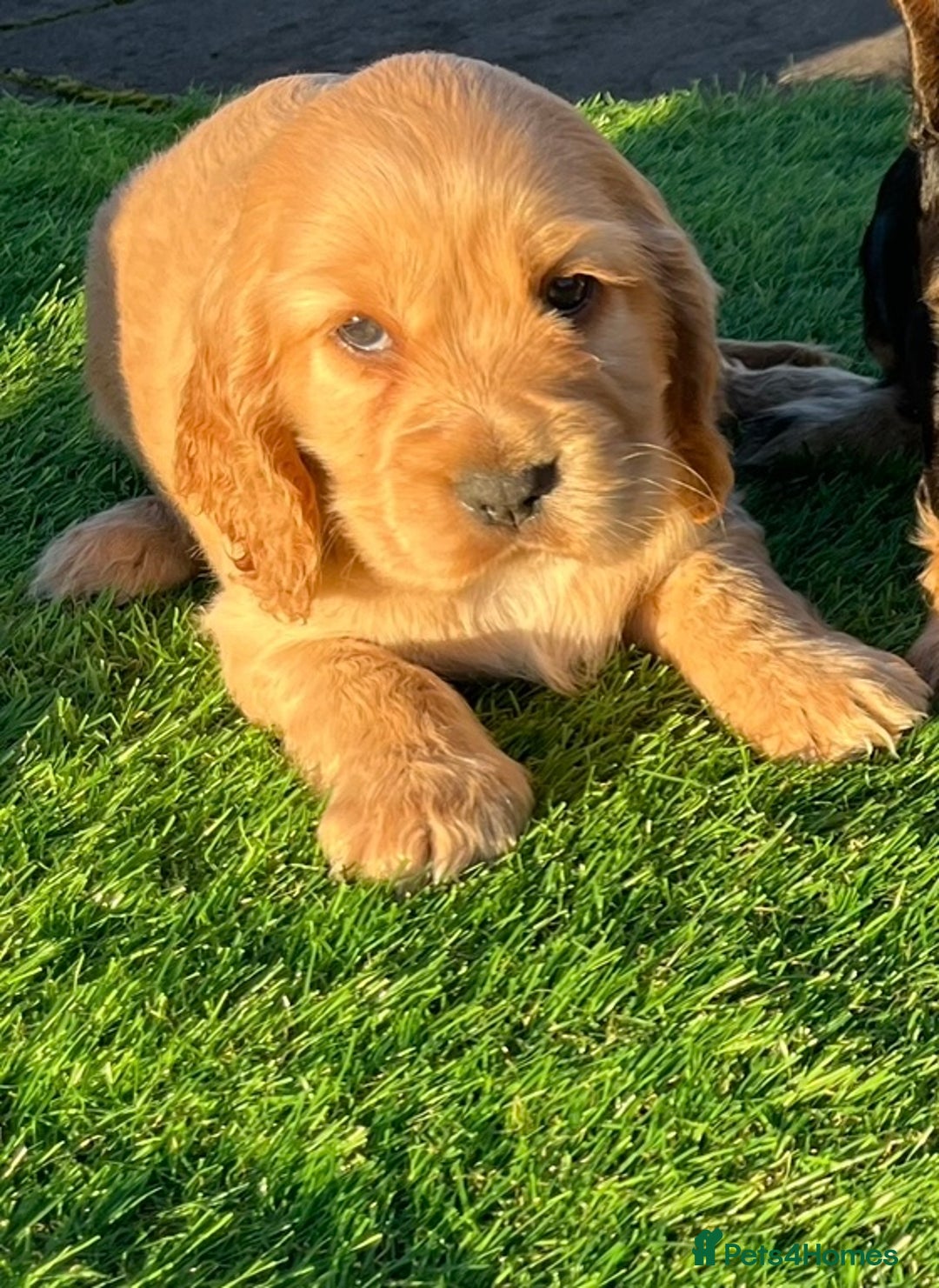 Cocker Spaniel dogs for sale: KC Registered Show Type Cocker Spaniels - Advert 19